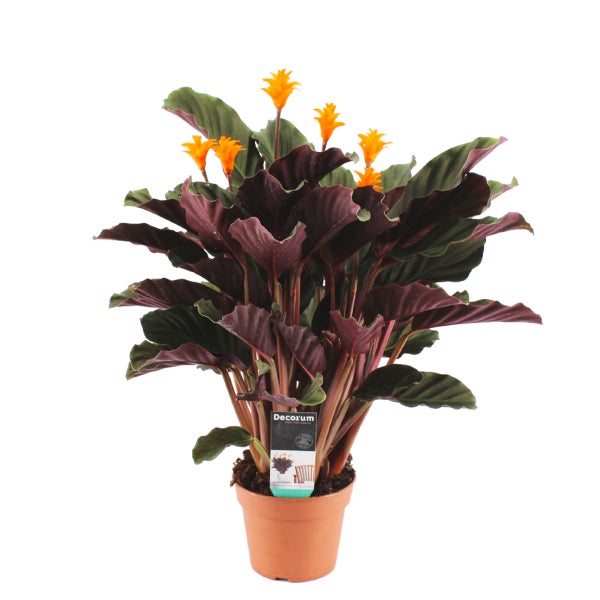 Calathea crocata 'Candela' - Orangefarbene Blüten - Hingucker - ⌀14 - ↕35 cm