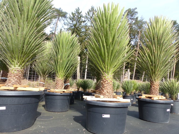 XXL Yucca Palme Filifera, 180 cm - 200, Stamm 40 - 50 cm, winterhart -13 Grad
