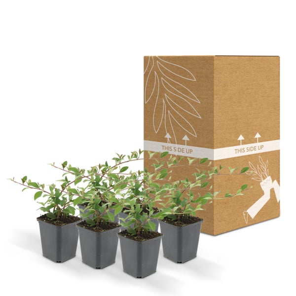 Bodendecker - Cotoneaster dammeri - Teppich-Zwergmispel - 9cm Topf - Set mit 6 Pflanzen