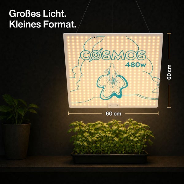 Cosmos LED Pflanzenlampe mit 480 Watt Leistung, quadratisches Format mit 60 Zentimeter Kantenlänge, über Pflanzen hängend montiert.
