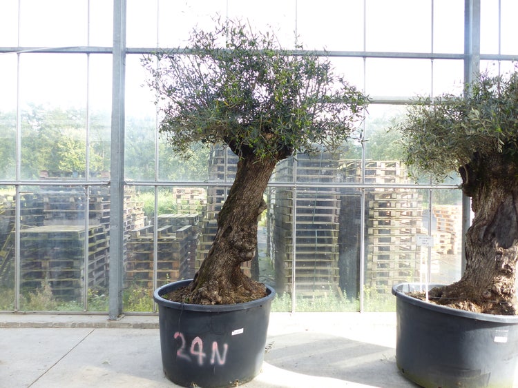 Olivenbaum Olea europaea mit dickem Stamm im schwarzen Kunststofftopf im Gewächshaus.