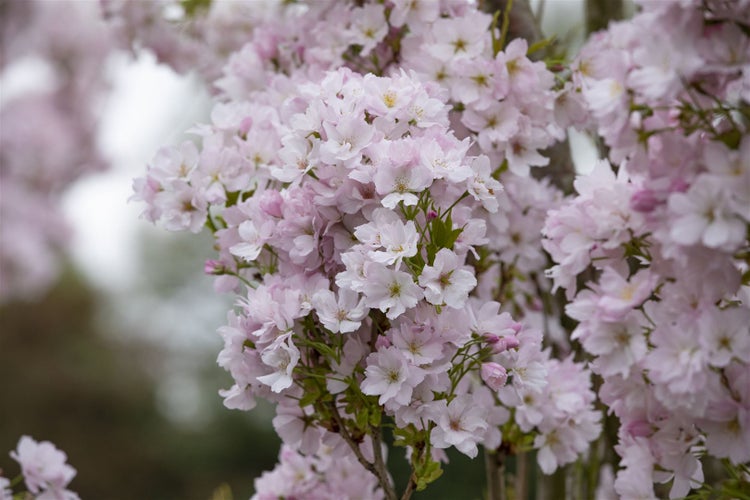 Prunus serrulata 'Amanogawa', Japanische Säulenkirsche, rosa, 100–150 cm