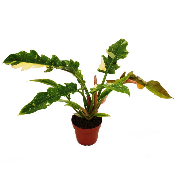 Philodendron Ring of Fire - ungewöhnlicher Baumfreund - 12cm Topf