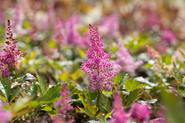 Astilbe japonica 'Mainz', Prachtspiere, rosa, ca. 9x9 cm Topf