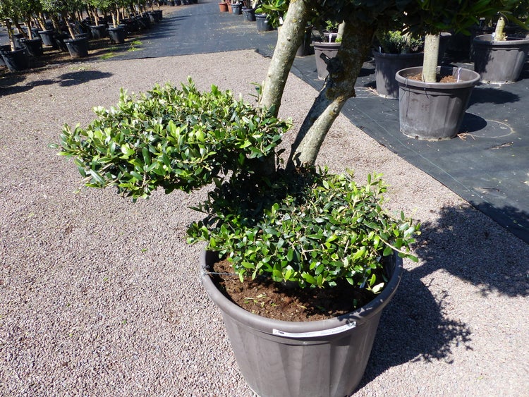 Olivenbaum 5 Pon Pon Bonsai Formgehölz Gartenbonsai Olea europaea Olive winterhart