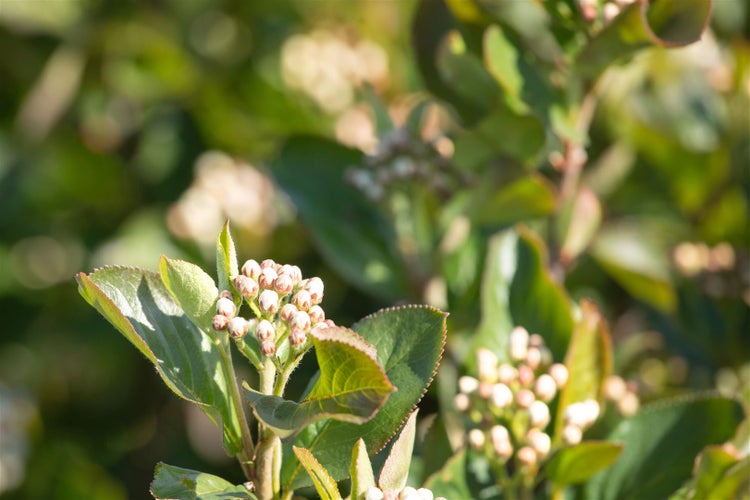Aronia melanocarpa 'Aron', Schwarze Apfelbeere, 60–80 cm