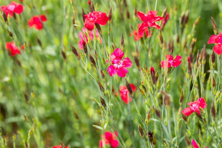 Dianthus deltoides 'Leuchtfunk', Heidenelke, leuchtend rot, ca. 9x9 cm Topf