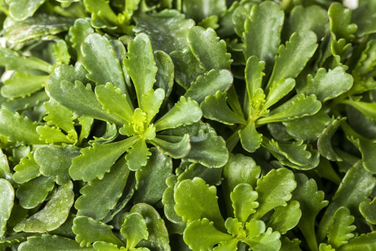 Sedum floriferum 'Weihenstephaner Gold', Fetthenne, gelb, ca. 9x9 cm Topf