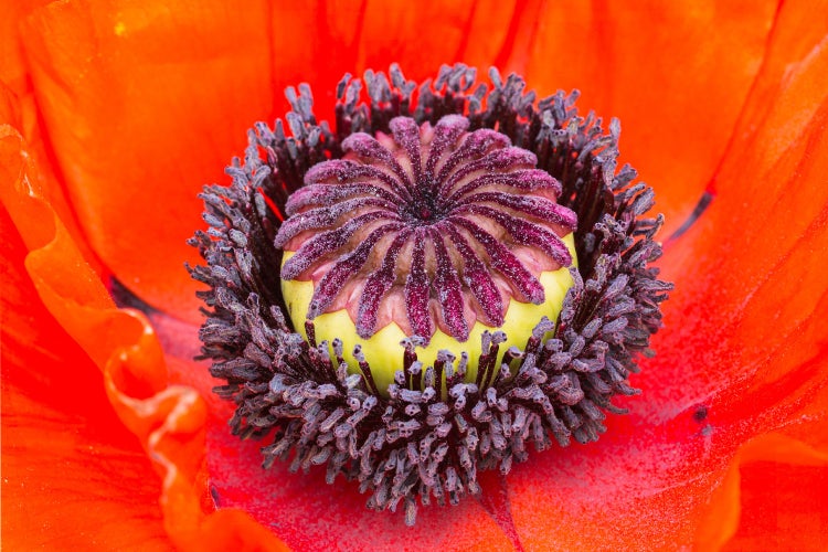 Nahaufnahme der Mitte einer Mohnblüte mit Staubblättern und der sternförmigen Samenkapsel.