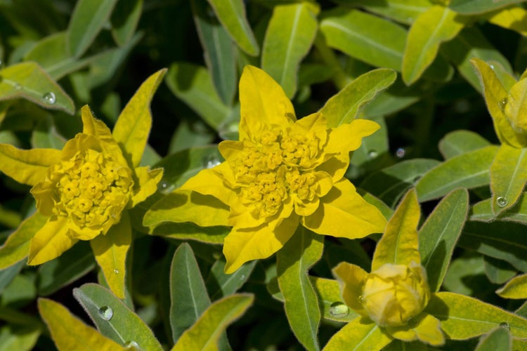 Nahaufnahme von gelben Wolfsmilchblüten mit grünen Blättern