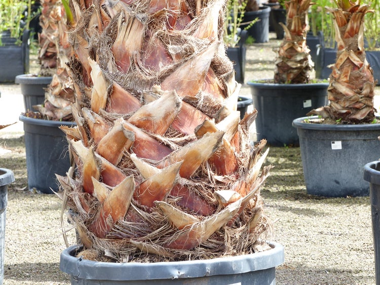 XXL Washingtonia Robusta Premium 340-400 cm, XXL Stamm 165-180 cm Petticoat Palme