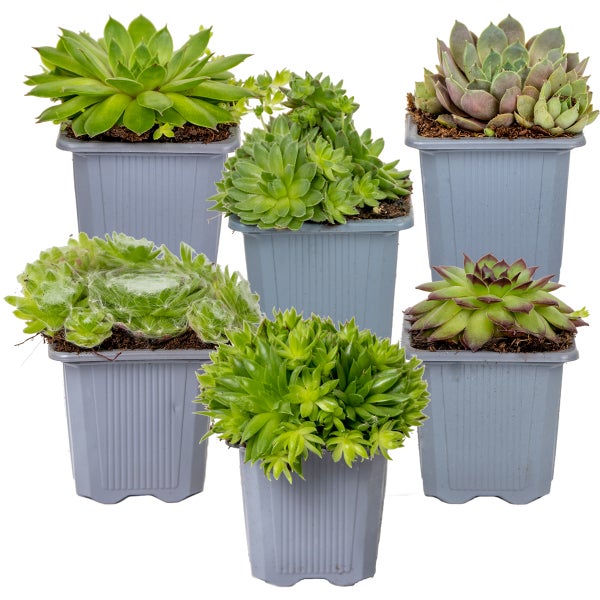 6x Sempervivum Mix – Steinpflanzen – Bodendecker – Pflegeleicht – ⌀07 cm - ↕05-08 cm