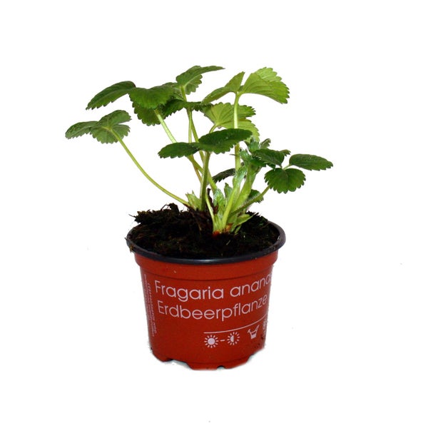 Weisse Erdbeere Snow White mit 3 Pflanzen Fragaria Ausgefallene Sorte für Liebhaber des Besonderen