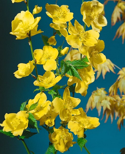 Kerria japonica 'Golden Guinea', Ranunkelstrauch, gelb, 40–60 cm