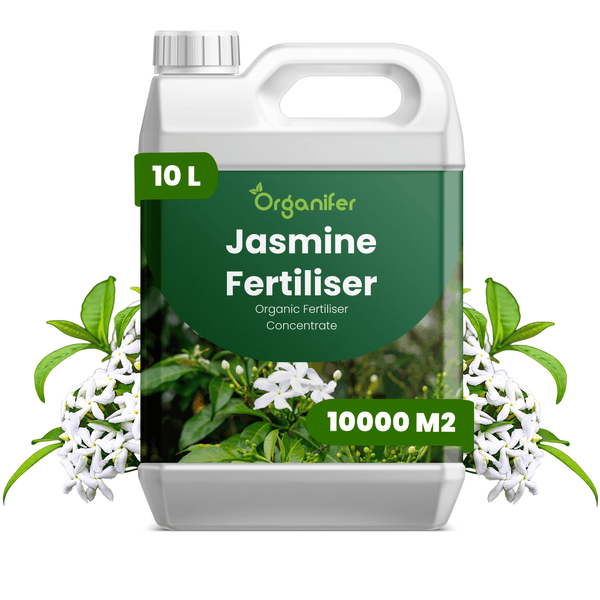 Organifer Jasmin-Dünger, organisches Düngerkonzentrat, 10 Liter für 10000 Quadratmeter, Kunststoffkanister mit Jasminblüten und Blättern.
