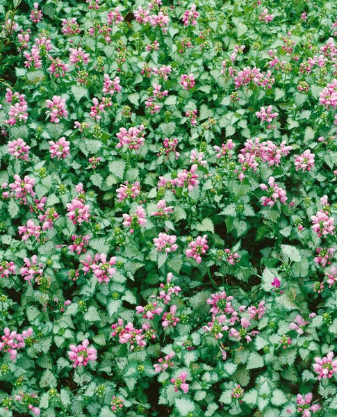 Lamium maculatum 'Pink Pewter', Taubnessel, rosa, ca. 9x9 cm Topf