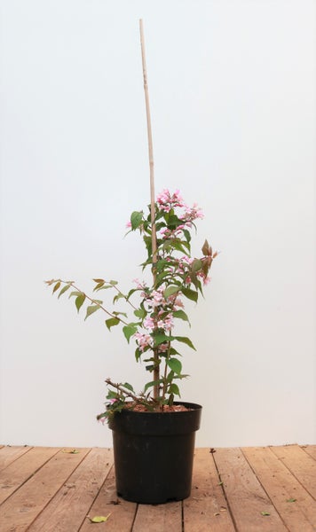 Kolkwitzia amabilis 'Pink Cloud', Kolkwitzie, rosa Blüten, 40–60 cm