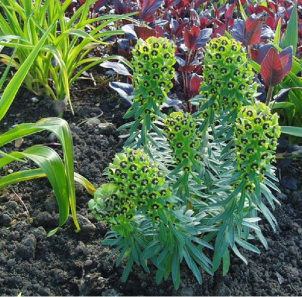 Aufnahme von Wolfsmilchgewächsen im Gartenbeet.