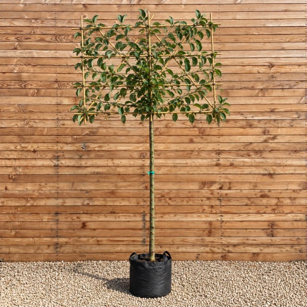 Apfelbaum als Spalierform mit Bambusgerüst im Pflanzcontainer vor einer Holzwand