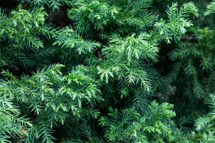 Cryptomeria japonica 'Vilmorin Gold', Japanische Sicheltanne, goldgelb, 20–25 cm