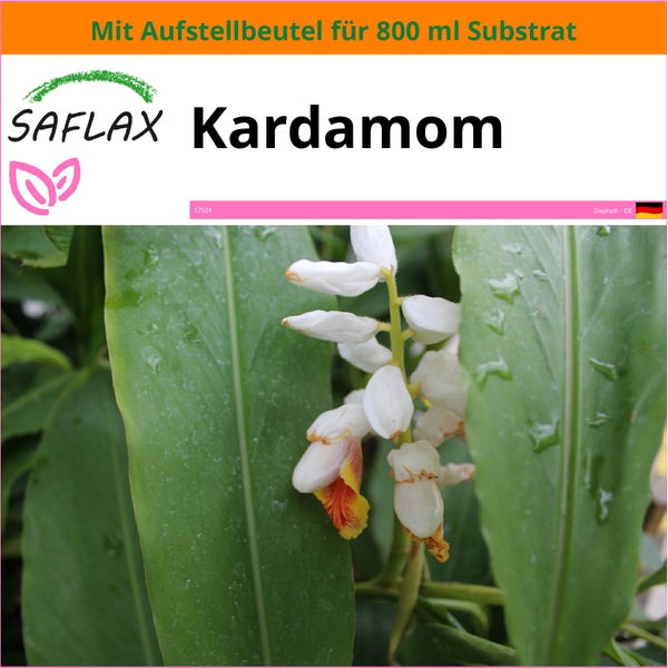 SAFLAX Garden in the bag - Kardamom - Elettaria cardamomum - 20 Samen - Mit Anzuchtsubstrat im praktischen, selbst aufstellenden Beutel