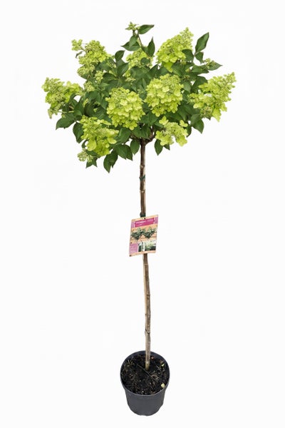 Rispenhortensie als Hochstamm in einem Kunststofftopf mit grünem Laub und Blütenständen.
