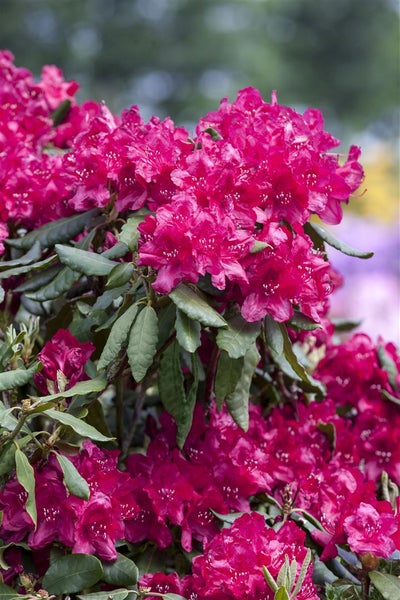 Rhododendron Hybr. 'Old Port', INKARHO, purpurrot, 30–40 cm