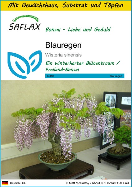 SAFLAX Anzucht Set - Blauregen  - Wisteria sinensis - 4 Samen - Mit Mini-Gewächshaus, Anzuchtsubstrat und 2 Töpfen