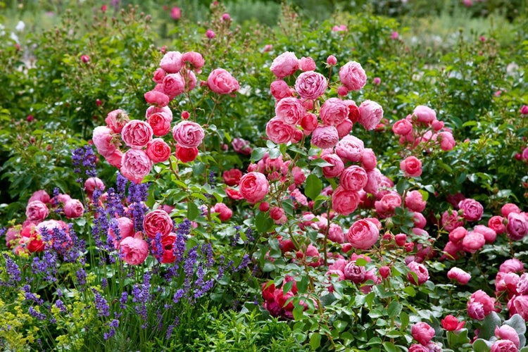 Rosa 'Pomponella', Beetrose, pink, 5-7,5 Liter Container