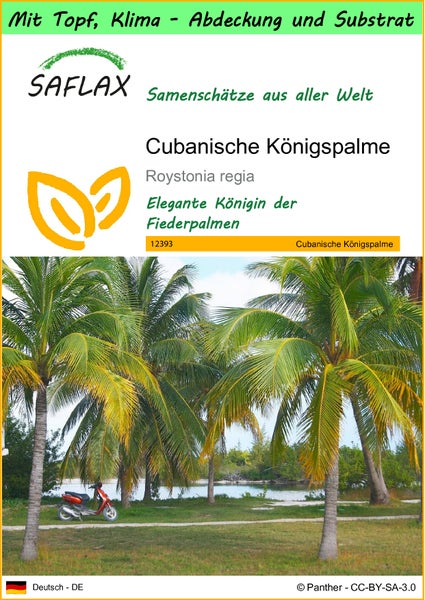 SAFLAX Garden to go - Cubanische Königspalme - Roystonia regia - 8 Samen - Mit Topf, Klima - Deckel und Anzuchtsubstrat