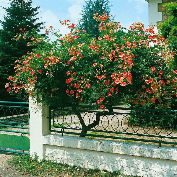 Campsis tagliabuana 'Madame Galen', Trompetenblume, orange-rot, 60–100 cm