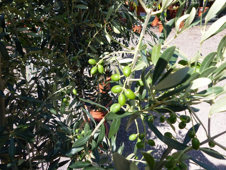 Olivenbaum Stamm Olive 130 - 160 cm hoch, mit Früchten, beste Qualität, Olea Europaea