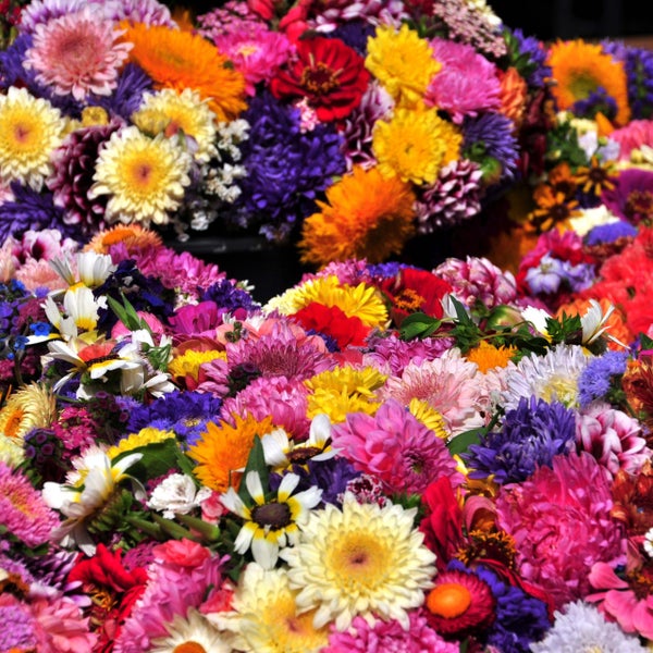 Dichte Anordnung verschiedener Gartenblumen wie Astern, Zinnien und Chrysanthemen in einer vielfältigen Mischung.