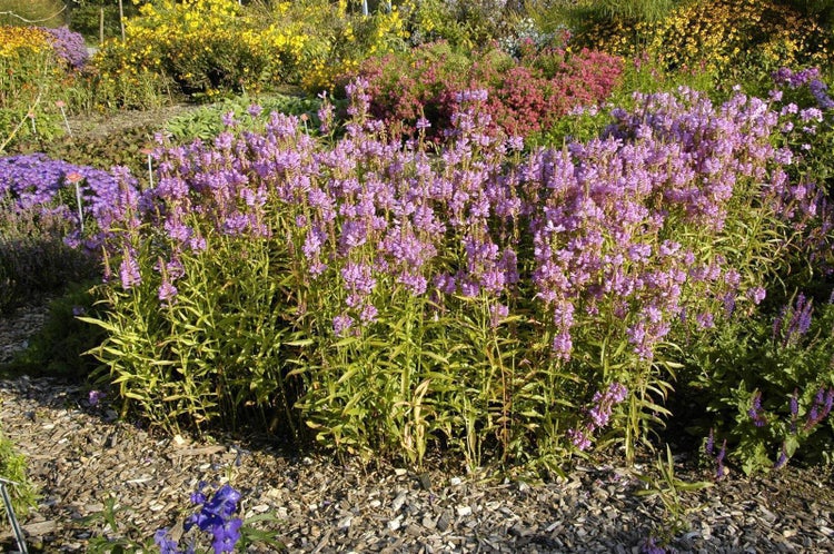 Physostegia virginiana 'Vivid', Rosa Drachenkopf, ca. 9x9 cm Topf