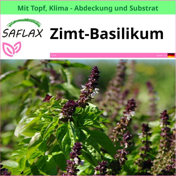 Saflax Zimt Basilikum im Topf mit Klima Abdeckung und Substrat