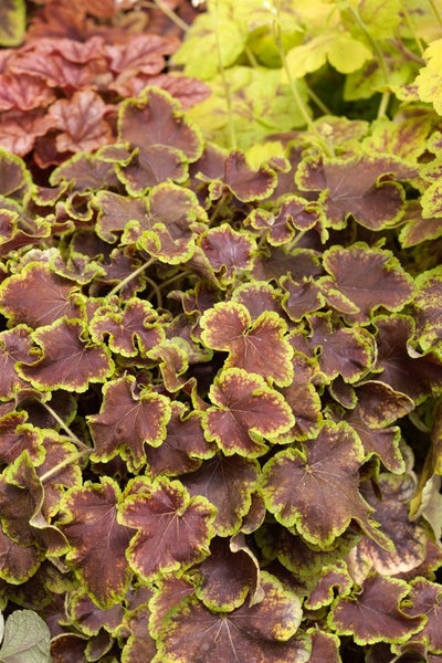 Heucherella 'Solar Eclipse', Schaumblüte, grün-rot, ca. 11x11 cm Topf