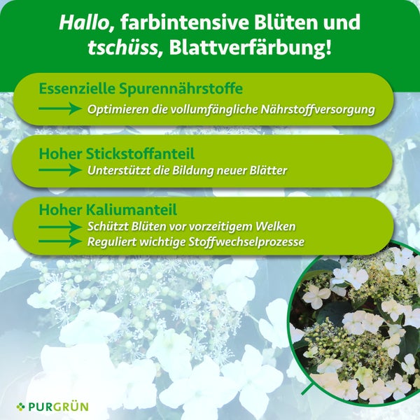 Infografik zeigt Vorteile von Purgrün Hortensiendünger mit Spurennährstoffen, Stickstoff und Kalium für gesunde Blüten und Blätter.