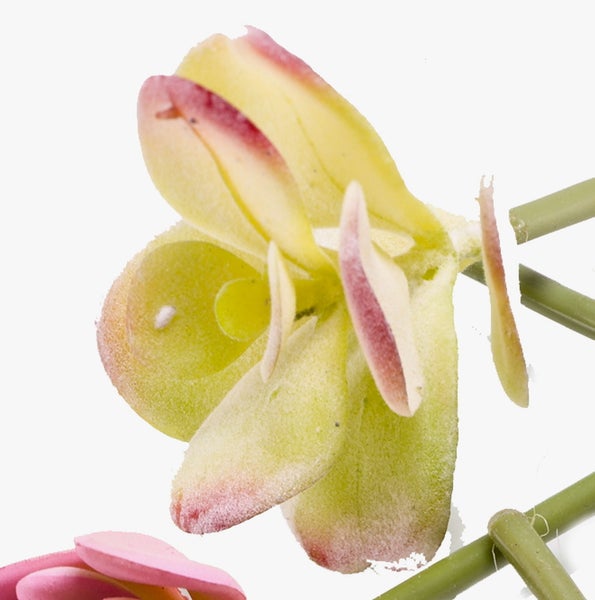 Künstliche Dahlie mit pfirsichfarbener Blüte und grünem Stiel mit Blättern.