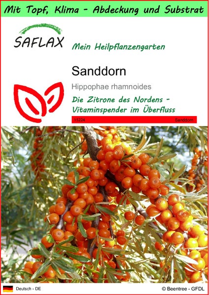 SAFLAX Garden to go - Sanddorn - Hippophae rhamnoides - 40 Samen - Mit Topf, Klima - Deckel und Anzuchtsubstrat