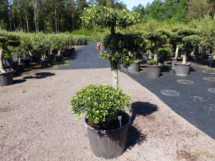 Olivenbaum 4 Pon Pon Bonsai Formgehölz Gartenbonsai Olea europaea Olive winterhart