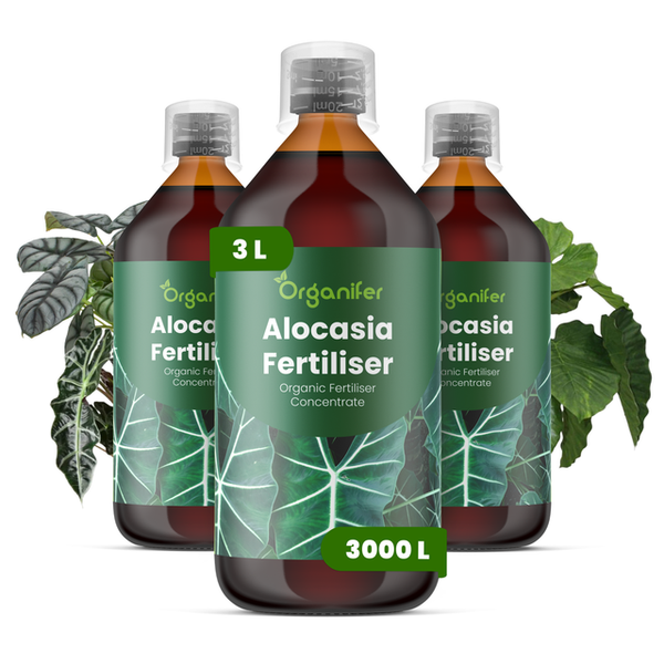Drei Flaschen Organifer Alocasia Dünger Konzentrat zur Pflege von Alocasia Pflanzen