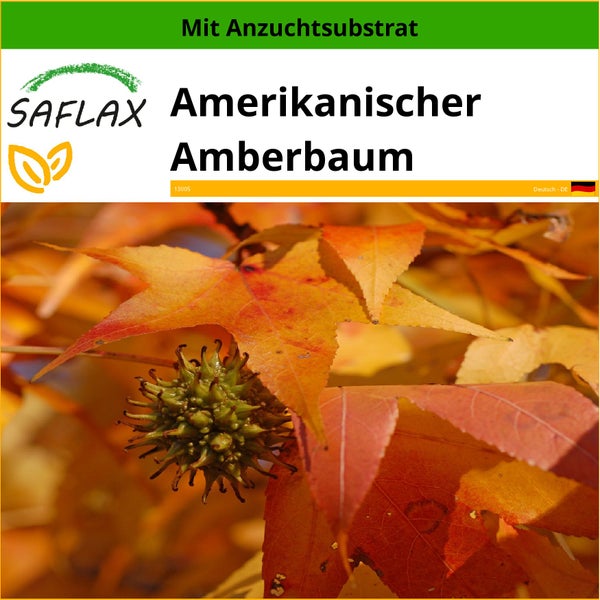 SAFLAX  - Amerikanischer Amberbaum - Liquidamber styraciflua - 100 Samen - Mit keimfreiem Anzuchtsubstrat