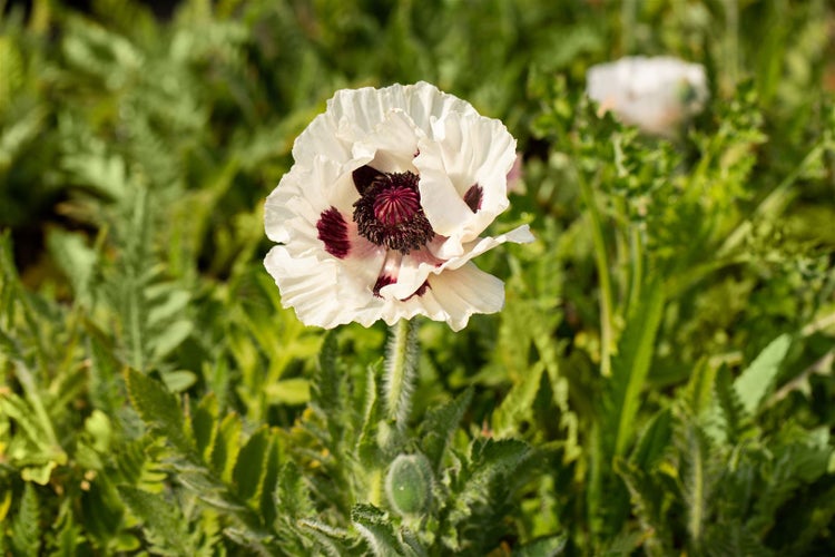 Papaver orientale 'Royal Wedding', Türkischer Mohn, weiß, ca. 11x11 cm Topf