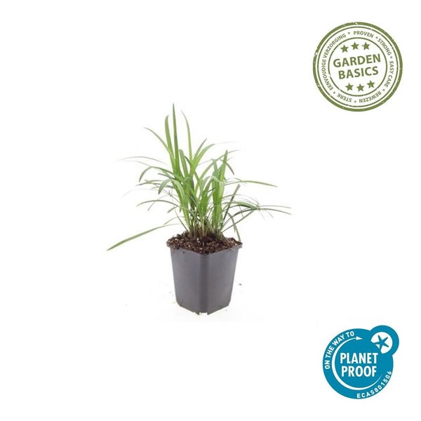Grünes Ziergras im schwarzen Kunststofftopf mit Garden Basics Logo für einfache Pflege und On the way to Planet Proof Siegel für Nachhaltigkeit.
