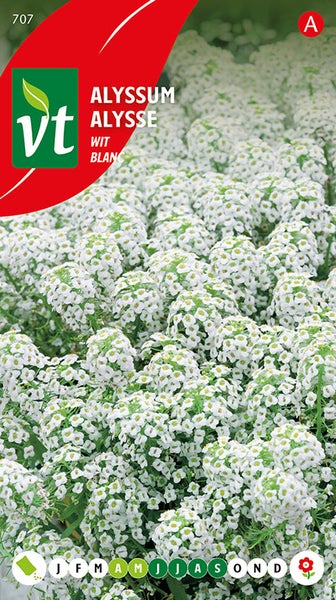 Alyssum Alysse Pflanzensamen