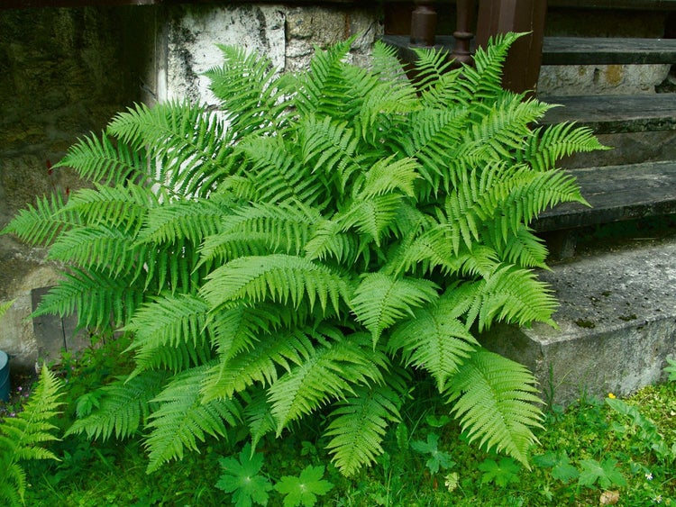 Dryopteris affinis, Goldschuppenfarn, ca. 9x9 cm Topf