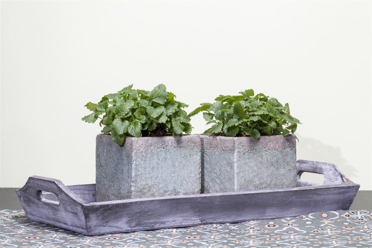 Melissa officinalis, Zitronenmelisse, aromatisch, ca. 9x9 cm Topf