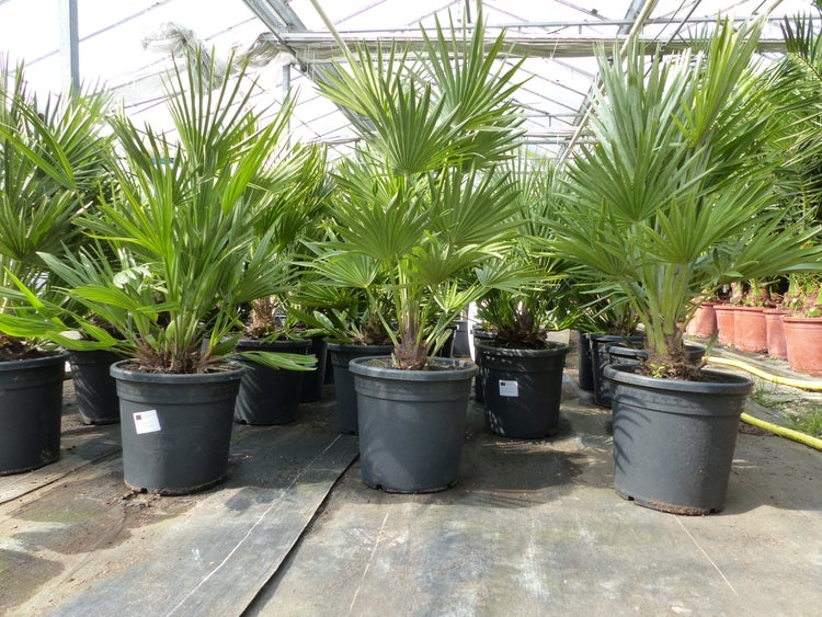 Palme Vulcano 70 cm Zwergpalme Chamaerops Humilis, winterhart bis -12°C