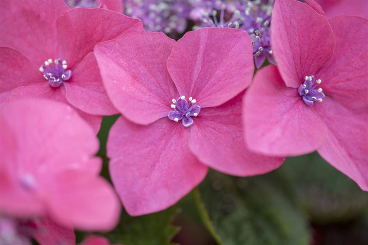 Nahaufnahme einer Hortensie mit rosafarbenen Blütenblättern und violetten Blüten im Zentrum.
