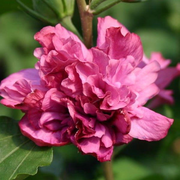 Nahaufnahme einer gefüllten Hibiskusblüte